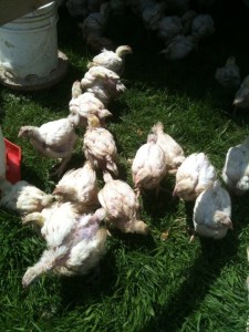 walker farms siletz chickies3