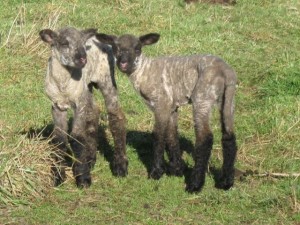 twin-sheep